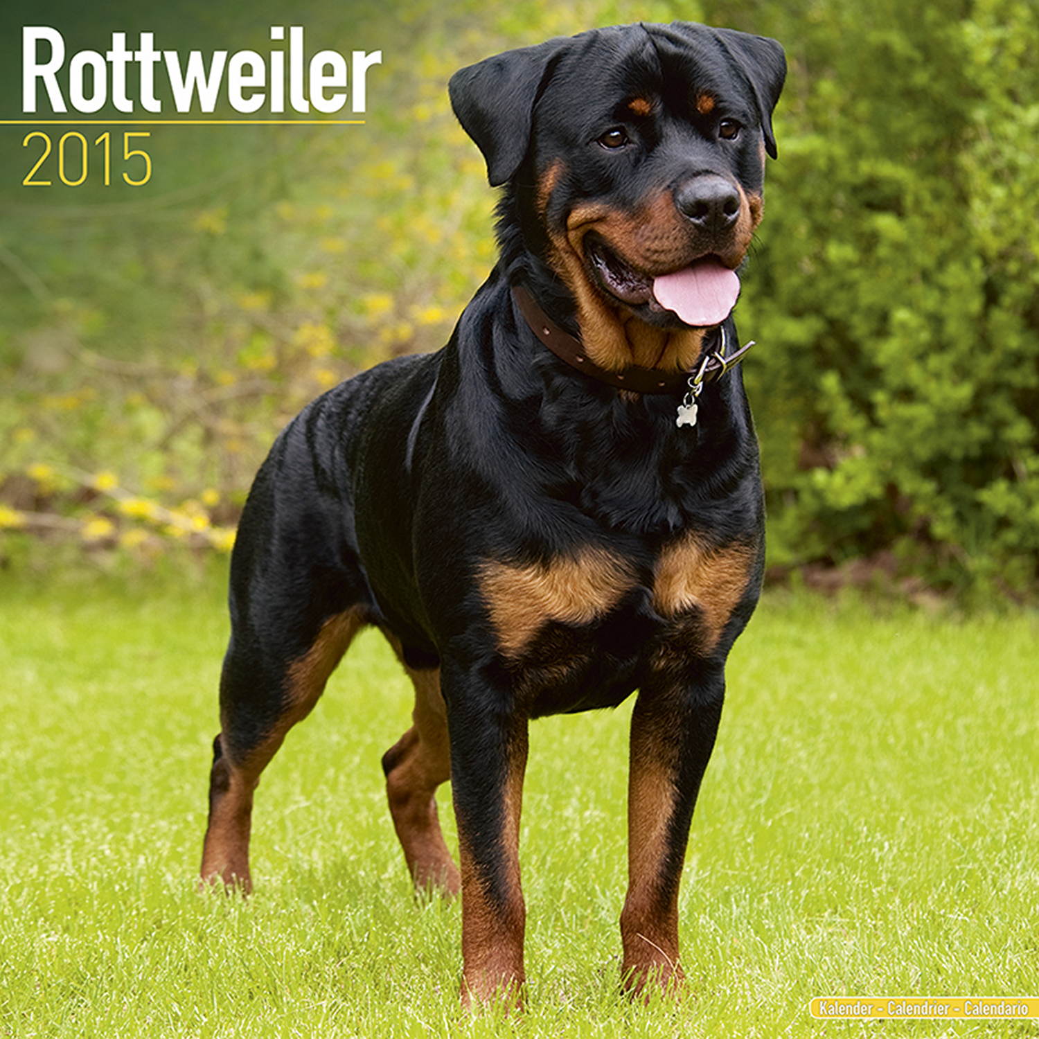rottweiler information in miniature rottweiler information breeds picture rottweiler information in miniature rottweiler information breeds picture