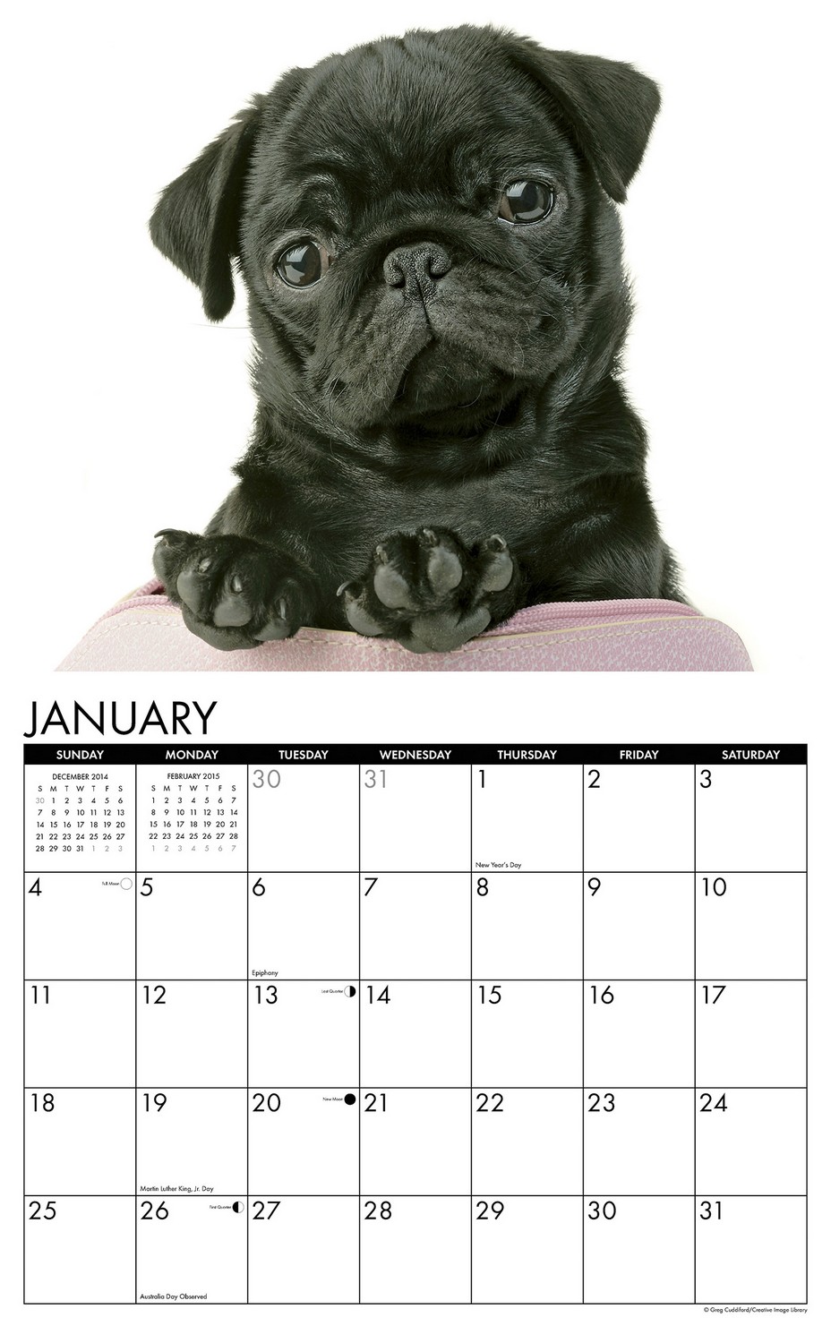 pug puppy calendar pug puppies pug puppy calendar pug puppies